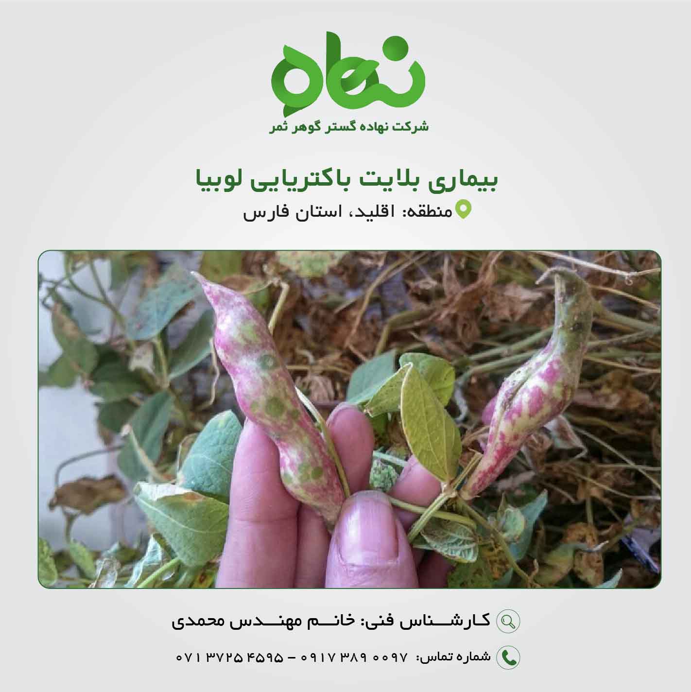 هالوبلایت باکتریایی لوبیا